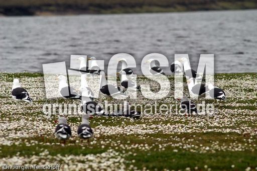 Mantelmöve (2 von 3).jpg